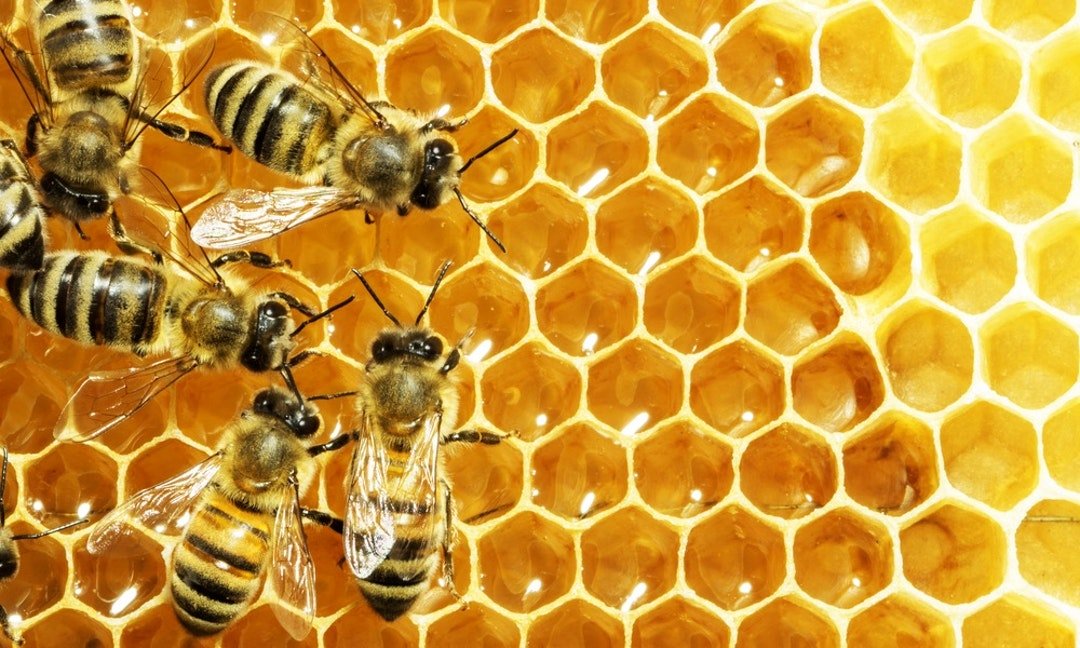 蜜蜂饲养管理技术规范（很有指导意义！建议收藏）