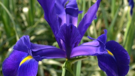 荷兰鸢尾-紫䪨